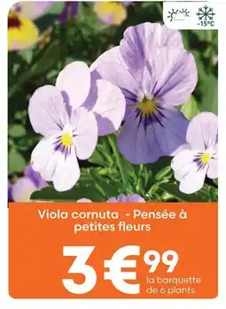 Ma Jardinerie Viola cornuta - pensée à petites fleurs offre