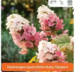 Ma Jardinerie Hydrangea quercifolia ruby slippers offre