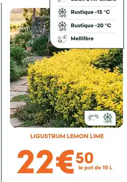 Ma Jardinerie Ligustrum lemon lime offre