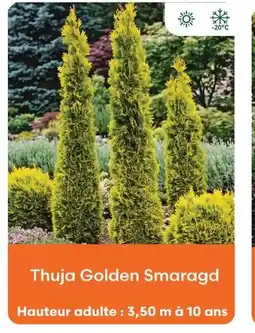 Ma Jardinerie Thuja golden smaragd offre