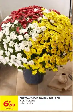 Intermarché Hyper CHRYsanthème Pompon offre