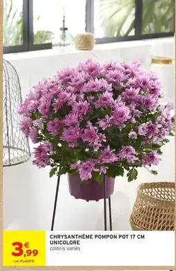Intermarché Hyper CHRYsanthème Pompon offre
