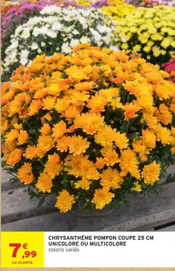 Intermarché Hyper CHRYsanthème Pompon offre