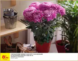 Intermarché Hyper Chrysanthème grosse fleur unicolore offre