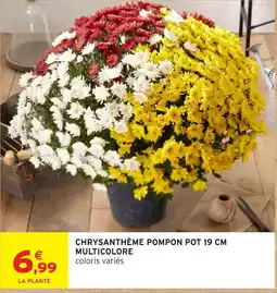 Intermarché CHRYsanthème Pompon offre