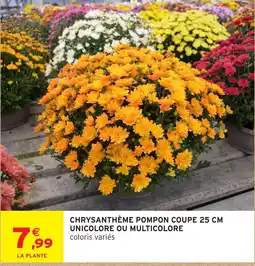 Intermarché CHRYsanthème Pompon offre