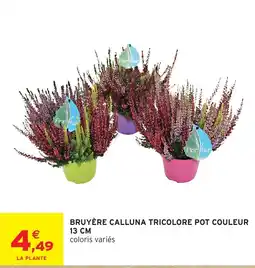 Intermarché Florfair BRUYÈRE CALLUNA TRICOLORE offre