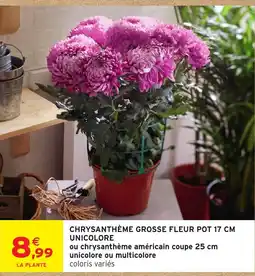 Intermarché CHRYsanthème GROSSE FLEUR offre