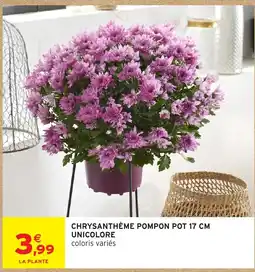 Intermarché LA PLANTE CHRYsanthème pompon pot 17 cm offre