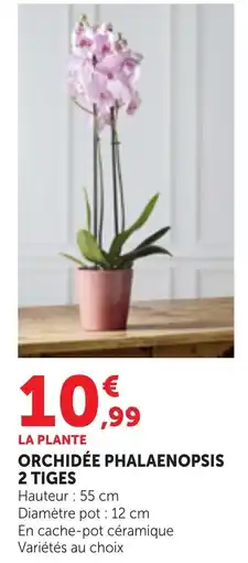 Bi1 ORCHIDÉE PHALAENOPSIS offre