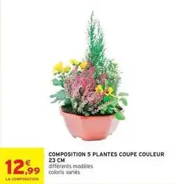 Intermarché Composition 5 plantes coupe couleur 23 cm offre
