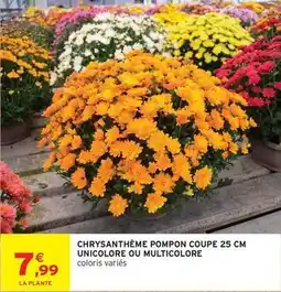 Intermarché Chrysanthème pompon coupe 25 cm unicolore ou multicolore offre