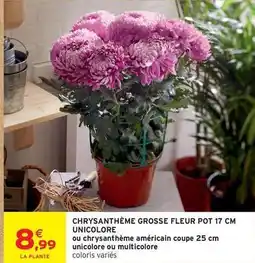Intermarché Chrysanthème grosse fleur pot 17 cm unicolore offre
