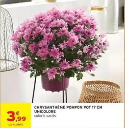 Intermarché Chrysanthème pompon pot 17 cm unicolore offre