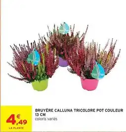 Intermarché Bruyère calluna tricolore pot couleur 13 cm offre