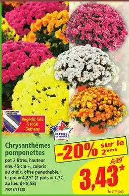 Norma Végédis SAS Chrysanthèmes pomponettes offre