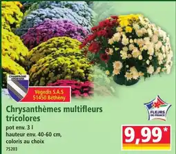 Norma Végédís Chrysanthèmes multifleurs tricolores offre