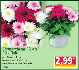 Norma Chrysanthème "Sixtie" Pink Flair offre