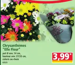 Norma Elle Fleur Chrysanthèmes offre