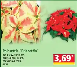 Norma Poinsettia Princettia offre