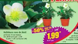 Norma Hellébore rose de Noël offre