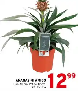Trafic Bromelia Ananas mi amigo offre