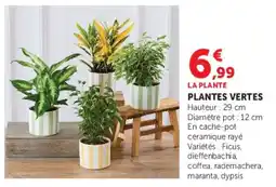 Super U LA PLANTE PLANTES VERTES offre