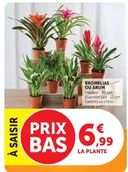 Super U BROMELIAS OU ARUM offre