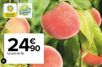 Carrefour Fruitier nain offre