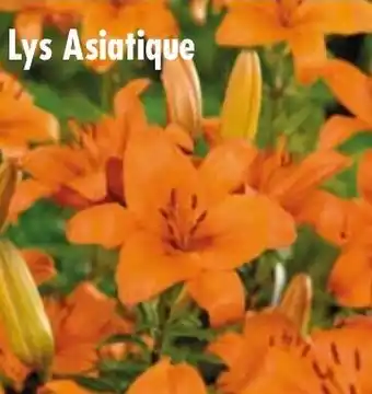 Carrefour Lys asiatique offre
