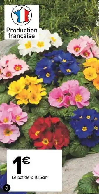 Carrefour Primevère offre