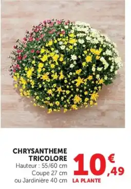 Hyper U CHRYsantheme Tricolore offre