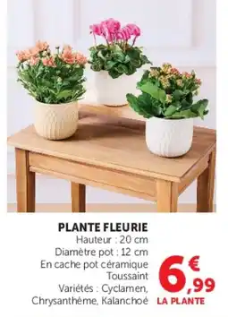 Hyper U PLANTE FLEURIE offre