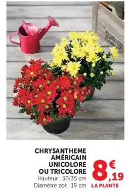 Hyper U CHRYsantheme AMÉRICAIN offre