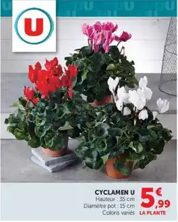 Super U CYCLAMEN U offre