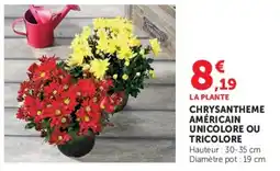 Super U CHRYsantheme AMÉRICAIN offre