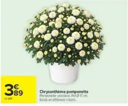Carrefour Chrysanthème pomponette offre