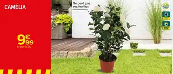 Carrefour Camélia offre