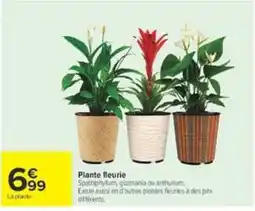 Carrefour Plante fleurie offre