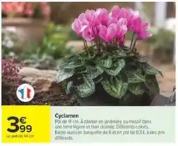Carrefour Cyclamen offre