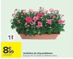 Carrefour La jardinière Jardinière de chrysanthèmes offre