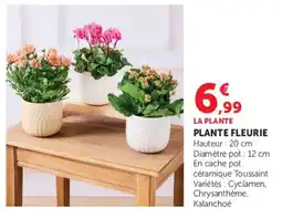 Super U LA PLANTE PLANTE FLEURIE offre