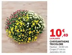 Super U CHRYsantheme Tricolore offre