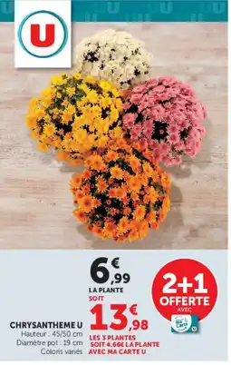Super U CHRYSANTHEME U offre