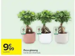 Carrefour Ficus ginseng offre