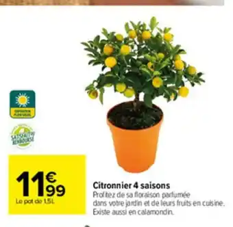 Carrefour Citronnier 4 Saisons offre