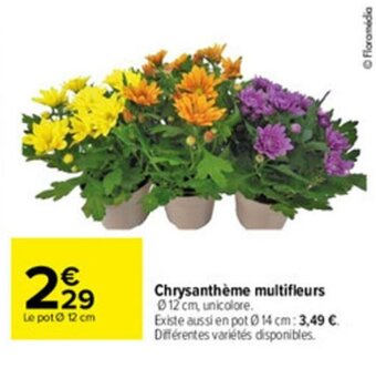 Carrefour Chrysanthème Multifleurs offre