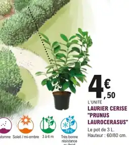 E.Leclerc Jardi LAURIER CERISE offre