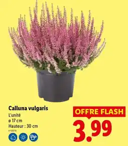 Lidl Calluna vulgaris offre