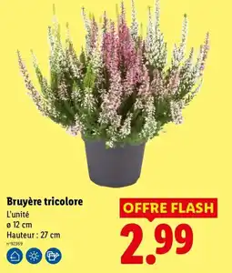 Lidl Bruyère tricolore offre
